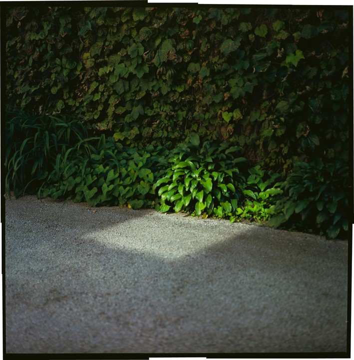 A gravel path runs along a wall covered in ivy and other green plants, with a shadow cast across the path.
