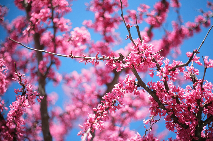 Pink blossoms are visible on tree branches against a clear blue sky.