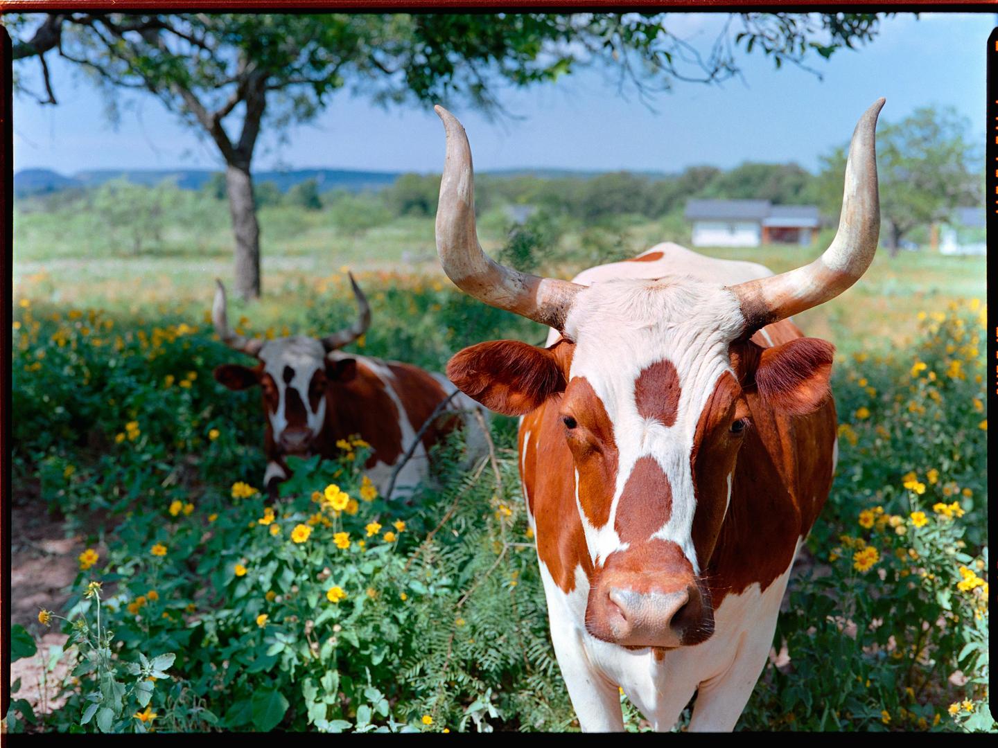 Two longhorn cattle stand in a field of yellow flowers.