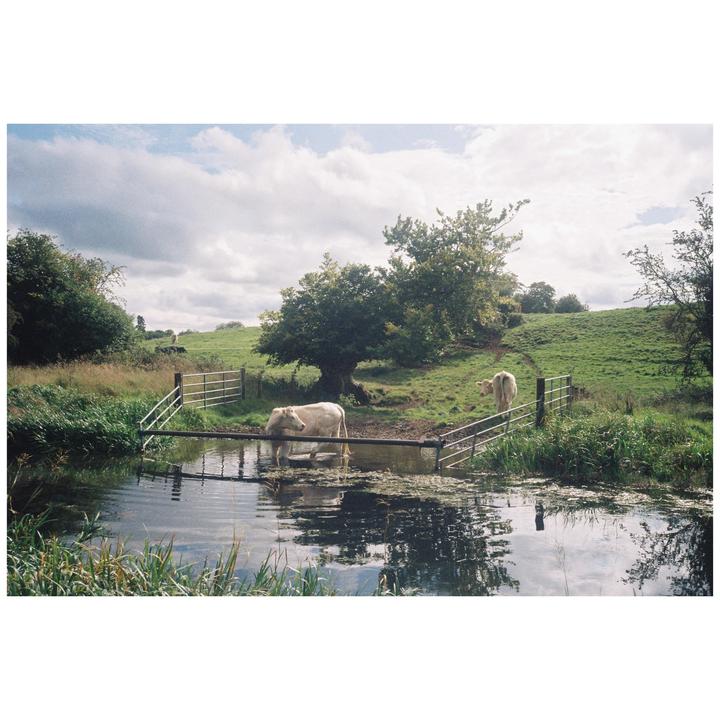 Two cows stand in a shallow stream in a green field under a cloudy sky.
