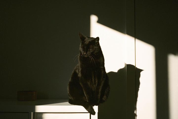 A black cat sits on a white surface with a shadow of its head on the wall behind it.
