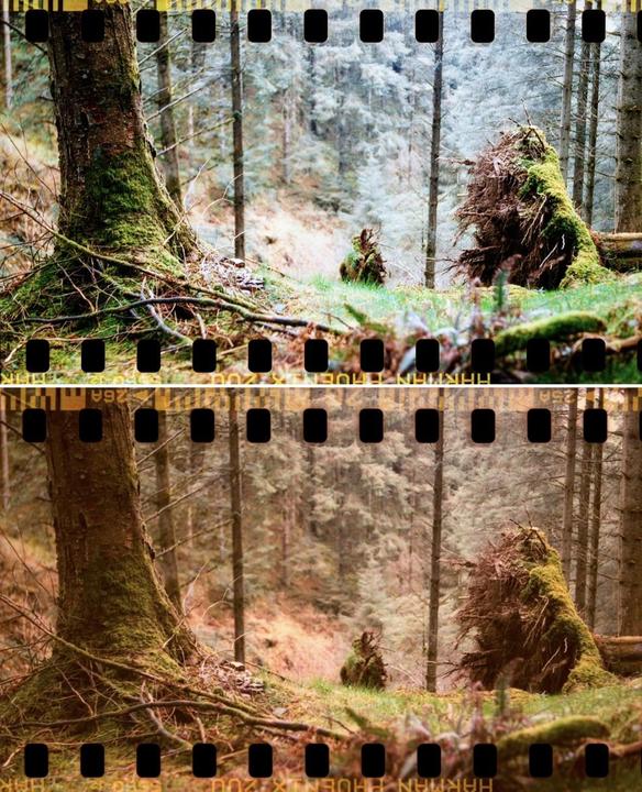 A forest scene shows a moss-covered tree trunk and an uprooted tree with exposed roots, presented in two different color renditions.