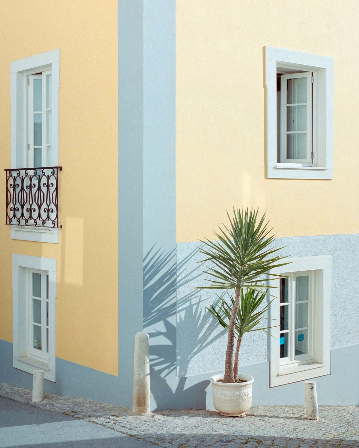 A potted plant stands on a cobblestone street next to a building with pastel yellow and blue walls and white-framed windows.