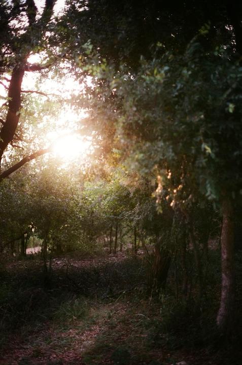Sunlight streams through the trees in a forest.