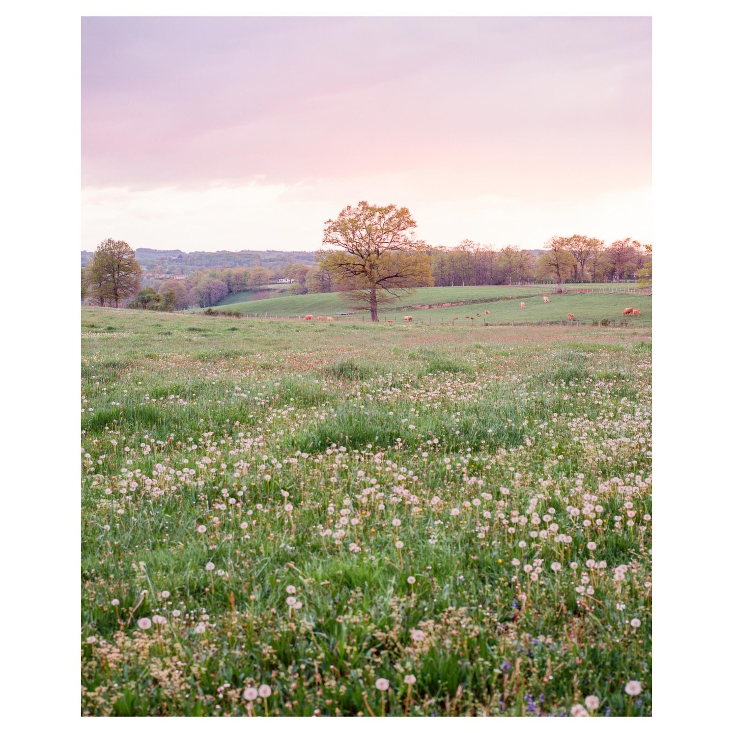 A field of dandelions and grass stretches towards a line of trees and rolling hills under a pink sky.