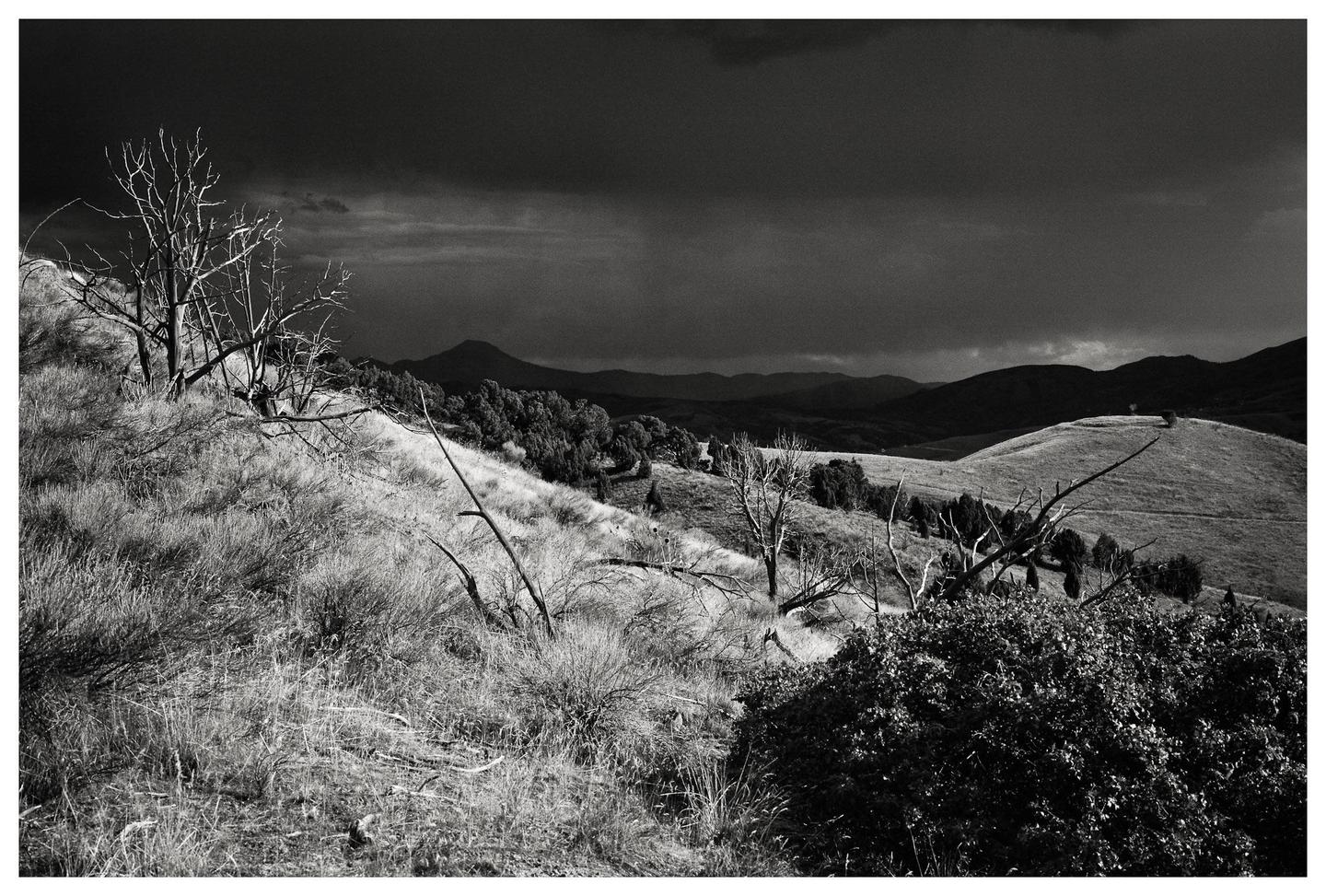 A black and white landscape shows a hillside with sparse trees and bushes under a dark, cloudy sky.