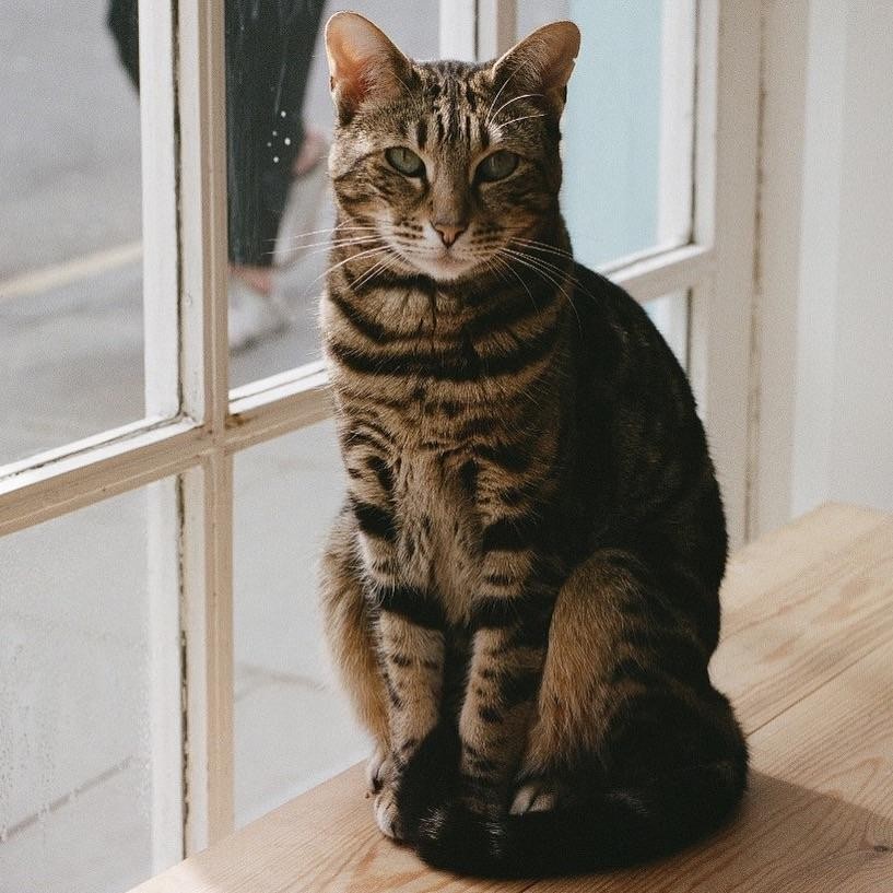 A tabby cat sits on a wooden surface in front of a window.