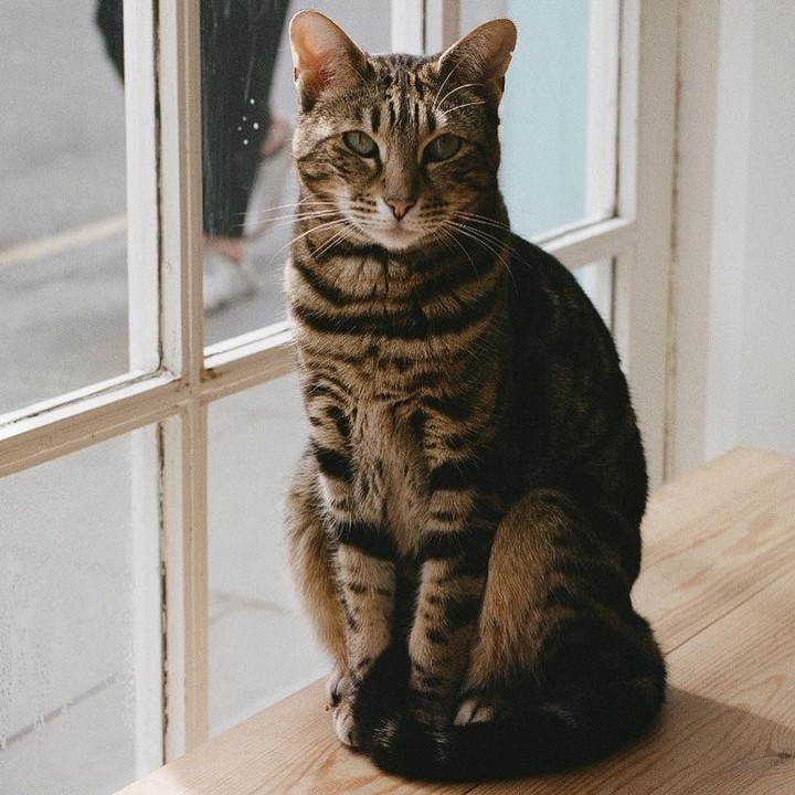 A tabby cat sits on a wooden surface in front of a window.