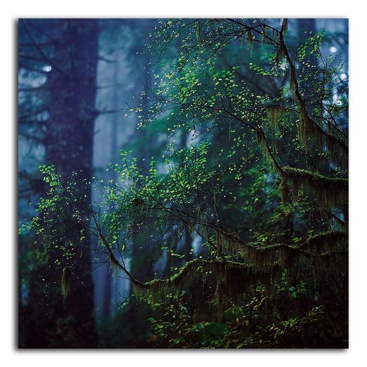 A forest is filled with trees covered in moss and small green leaves.