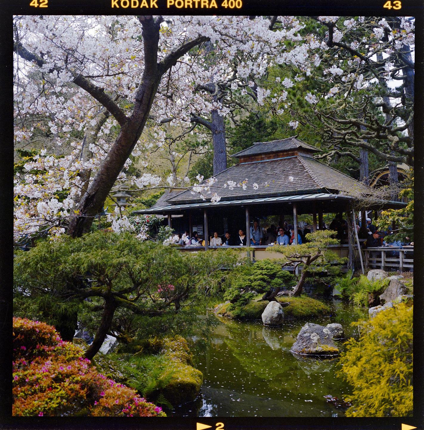 A Japanese tea house with people sitting on its porch is surrounded by lush greenery and cherry blossoms, overlooking a pond.