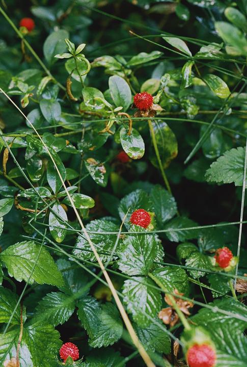 Several small red berries are nestled among green leaves and blades of grass.