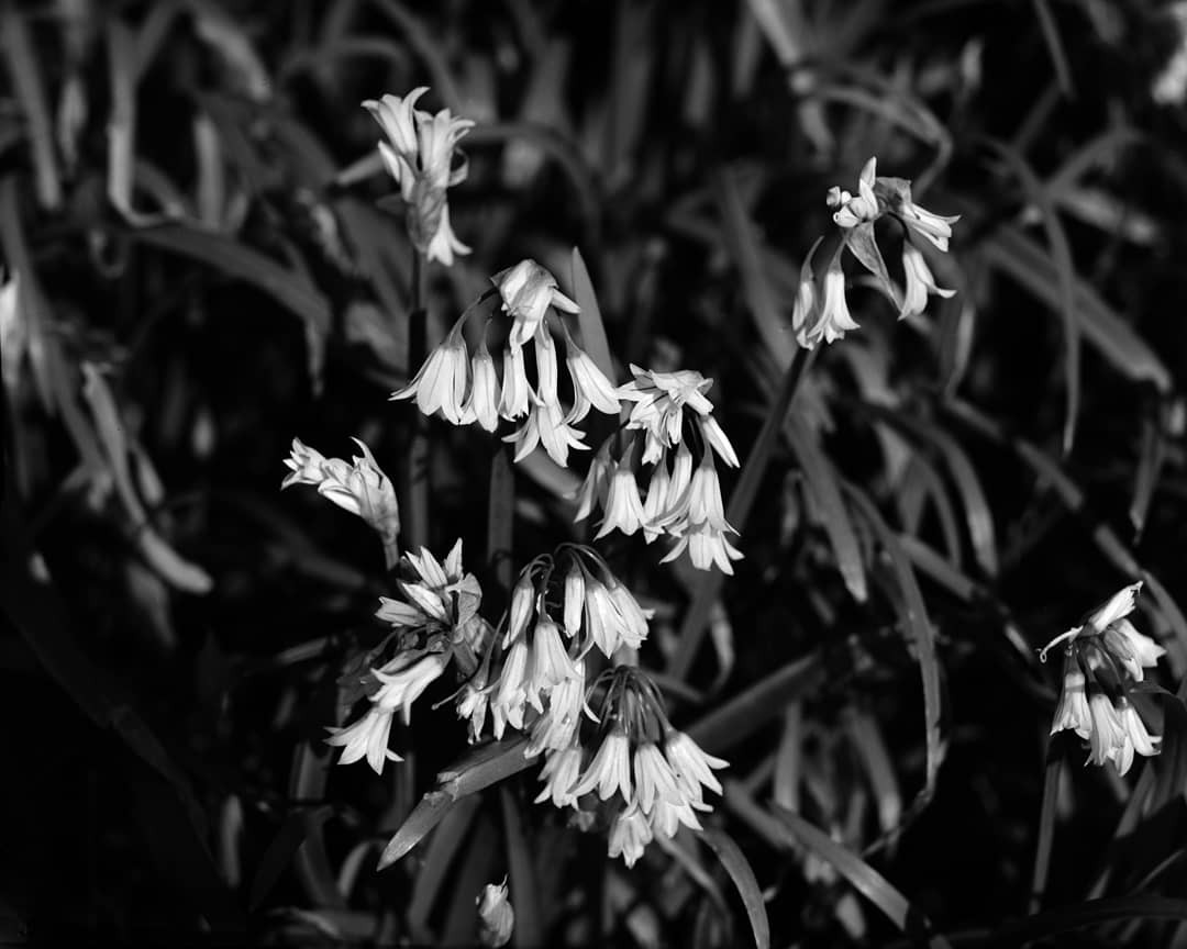 Several bell-shaped flowers with long stems are visible against a dark, leafy background.