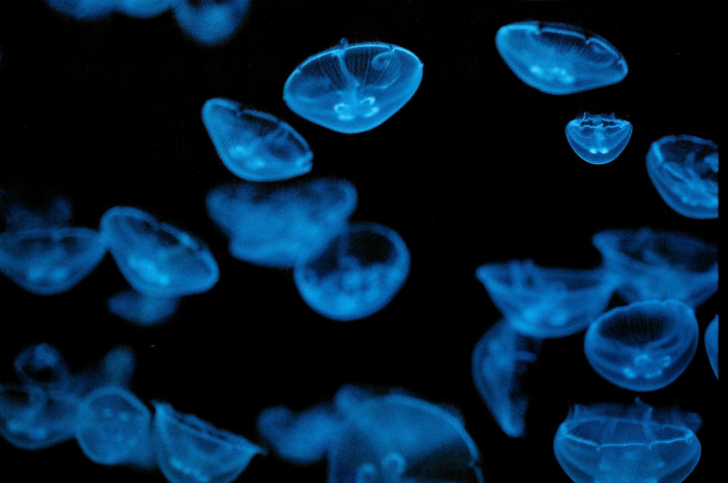 A group of translucent blue jellyfish floats in dark water.