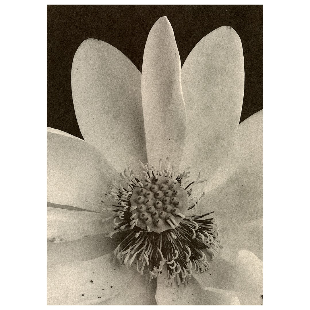 A water lily with many petals and a prominent stamen is shown in close-up.