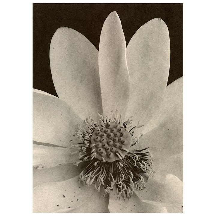 A water lily with many petals and a prominent stamen is shown in close-up.