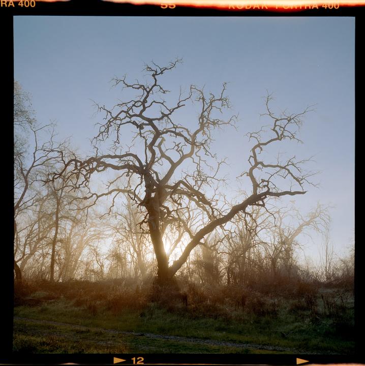 A large, gnarled tree with bare branches stands in a field with sunlight breaking through the fog behind it.