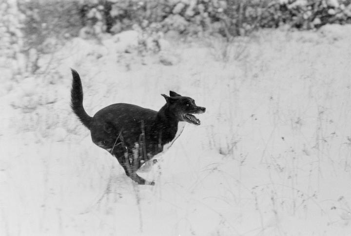 A black dog with its mouth open runs through a snowy field.
