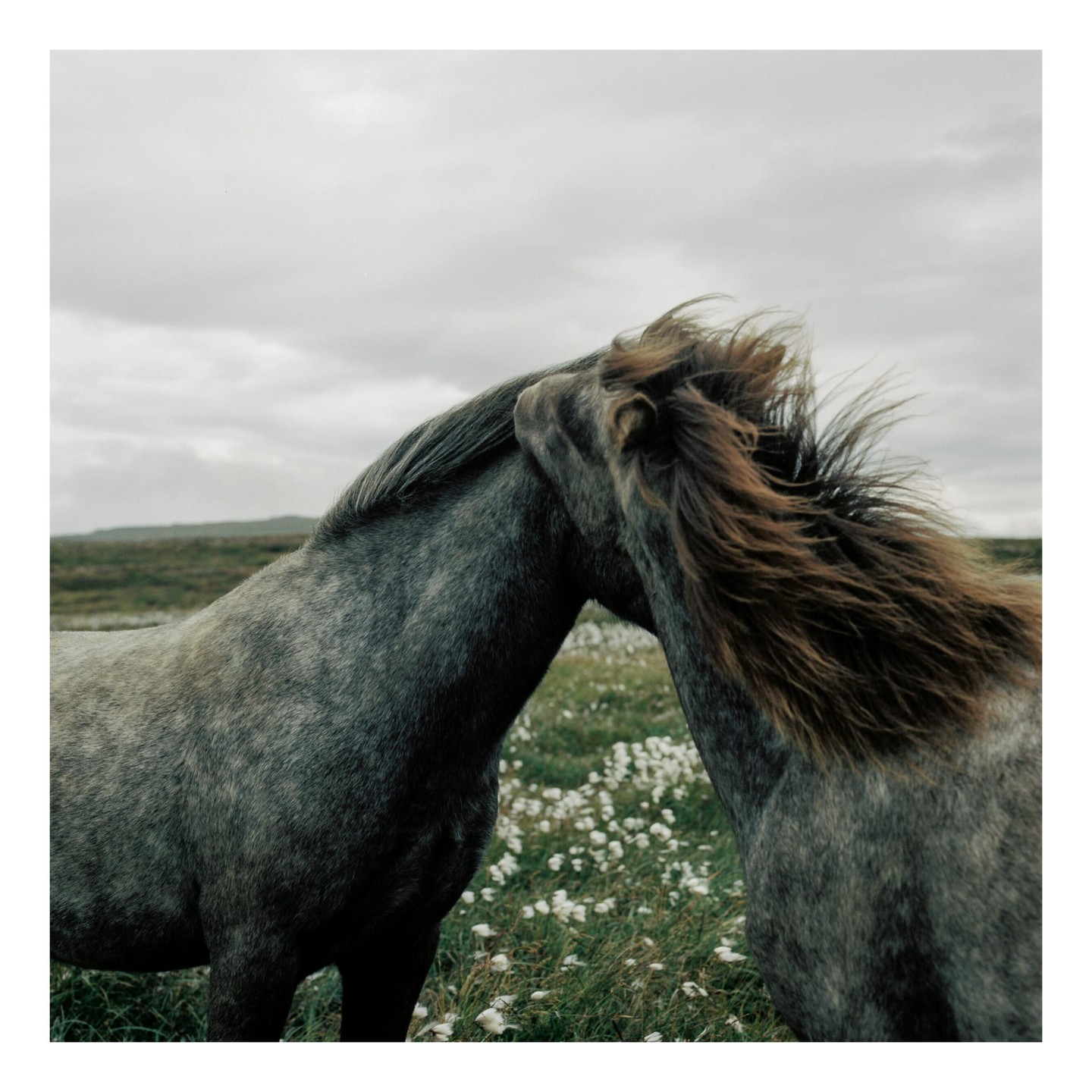 Two horses stand close together in a field of white flowers under a cloudy sky.