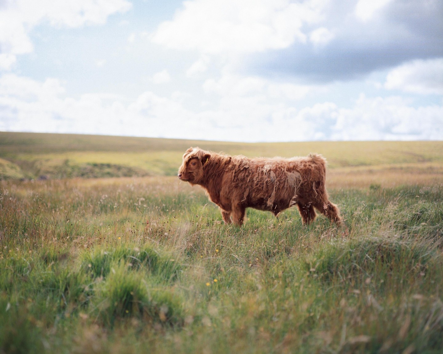 A brown highland cow stands in a field of tall grass under a cloudy sky.
