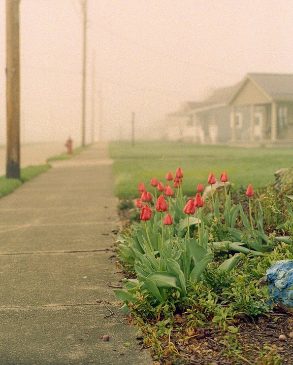 Red tulips grow beside a sidewalk in a foggy residential neighborhood.