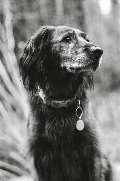 A dog with a collar and tag looks to the right.
