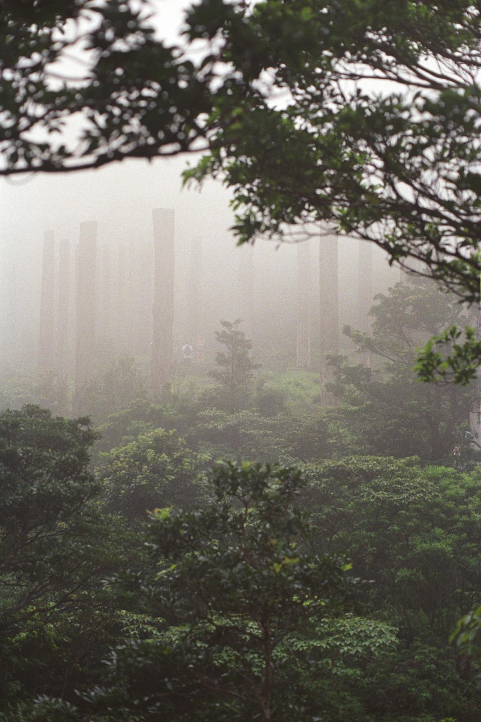 A hazy forest with tall wooden pillars and lush green trees is seen from above.