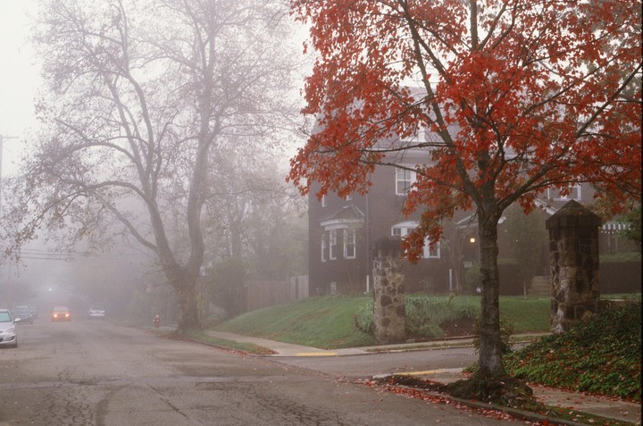A street with cars and houses is shrouded in fog, with a tree displaying red autumn foliage in the foreground.