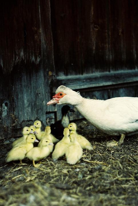 A white duck with red markings on its face stands among several yellow ducklings on a bed of straw.
