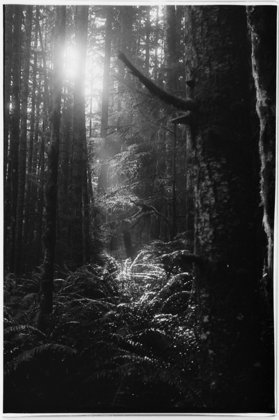 Sunlight breaks through tall trees and illuminates ferns on the forest floor.