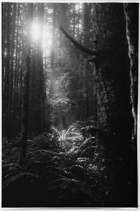 Sunlight breaks through tall trees and illuminates ferns on the forest floor.