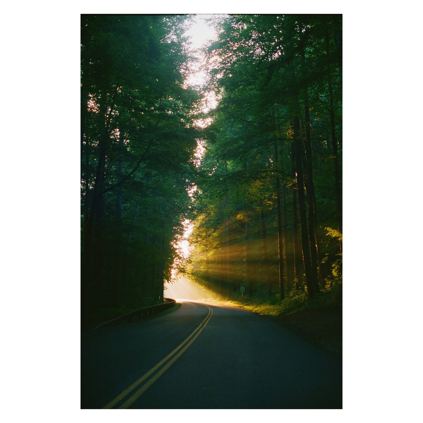 Sunlight streams through tall trees onto a winding road in a forest.