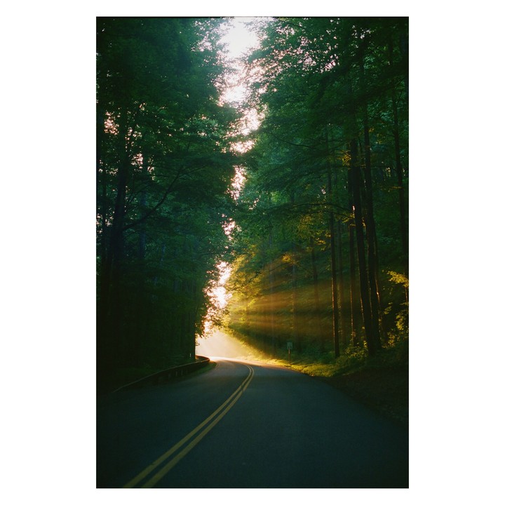 Sunlight streams through tall trees onto a winding road in a forest.