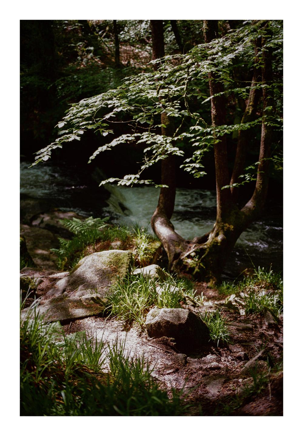 A tree with bright green leaves stands next to a flowing river in a forest.