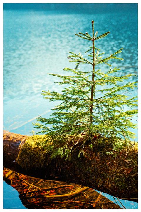 A small evergreen tree grows out of a mossy log partially submerged in a body of water.