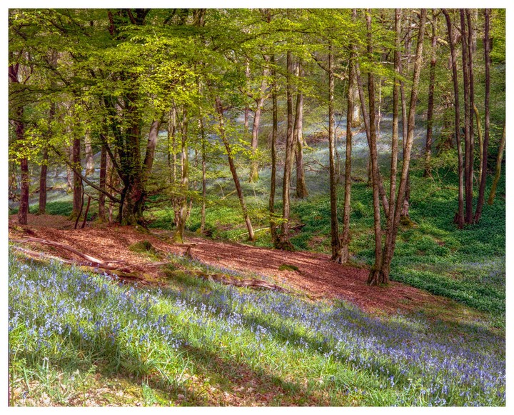 A forest floor is covered in bluebells and green foliage with tall trees rising above.