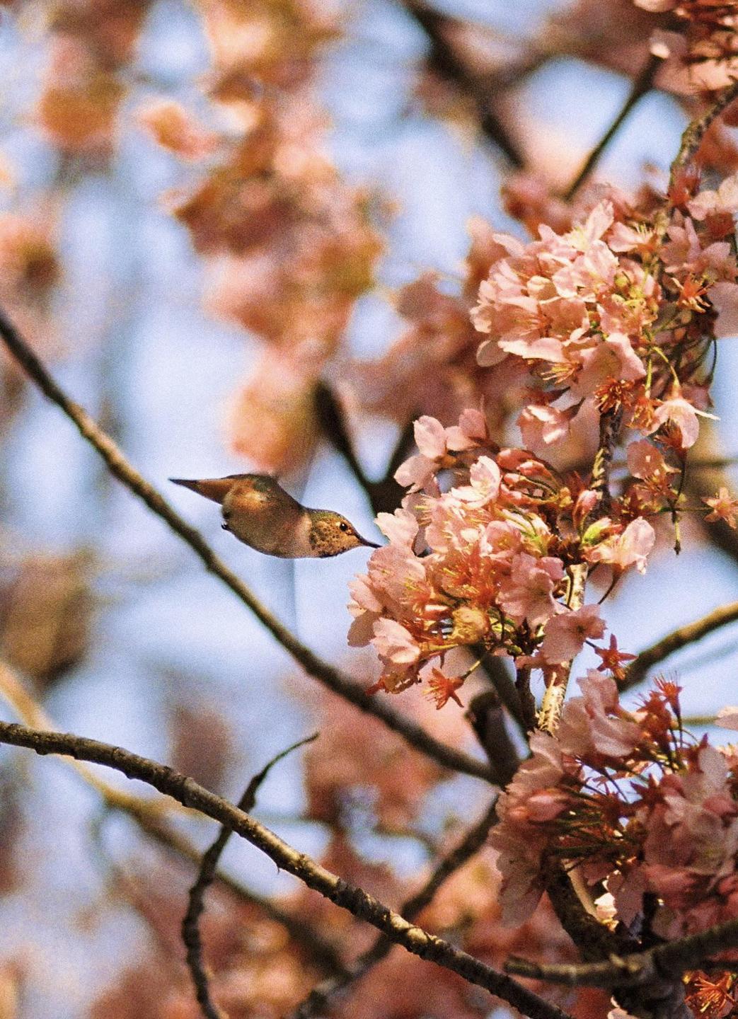 A hummingbird hovers near pink blossoms on a tree branch.