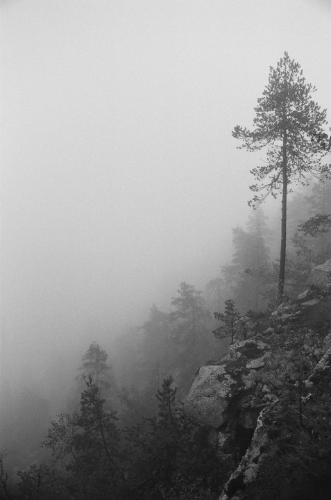 A tall pine tree stands on a rocky cliffside overlooking a forest shrouded in fog.