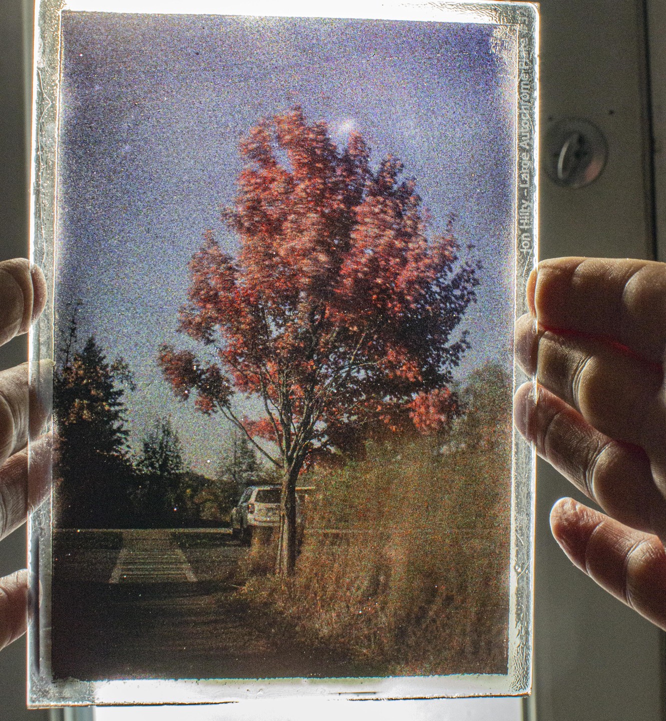 A person holds up a large autochrome plate showing a tree with red autumn foliage next to a parked car.