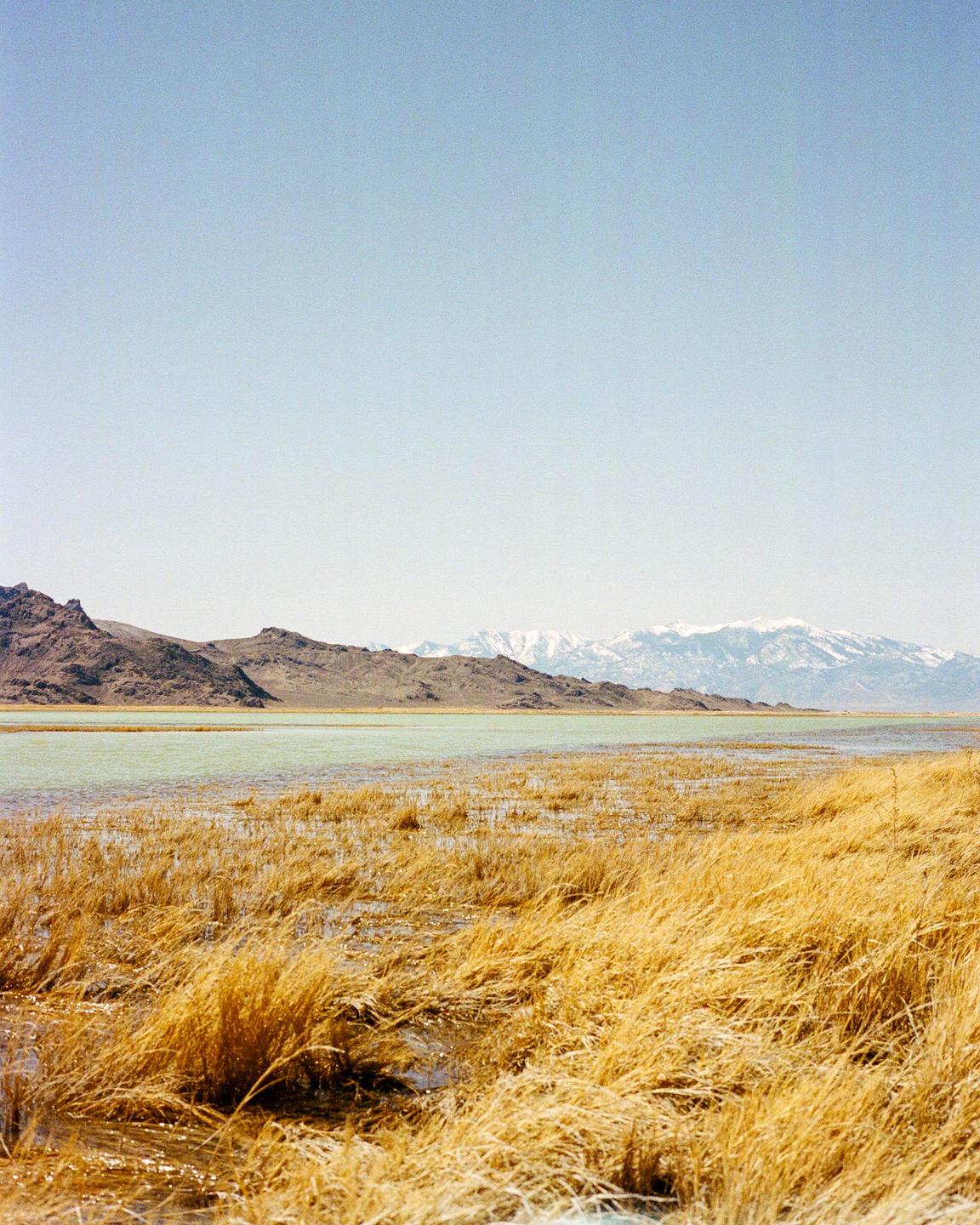 Golden marsh grass grows in a shallow lake with mountains in the distance under a clear sky.