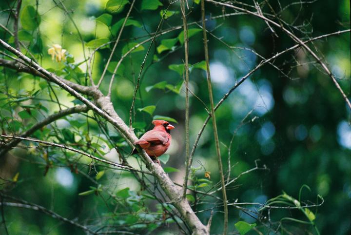 A red cardinal perches on a tree branch surrounded by green foliage.