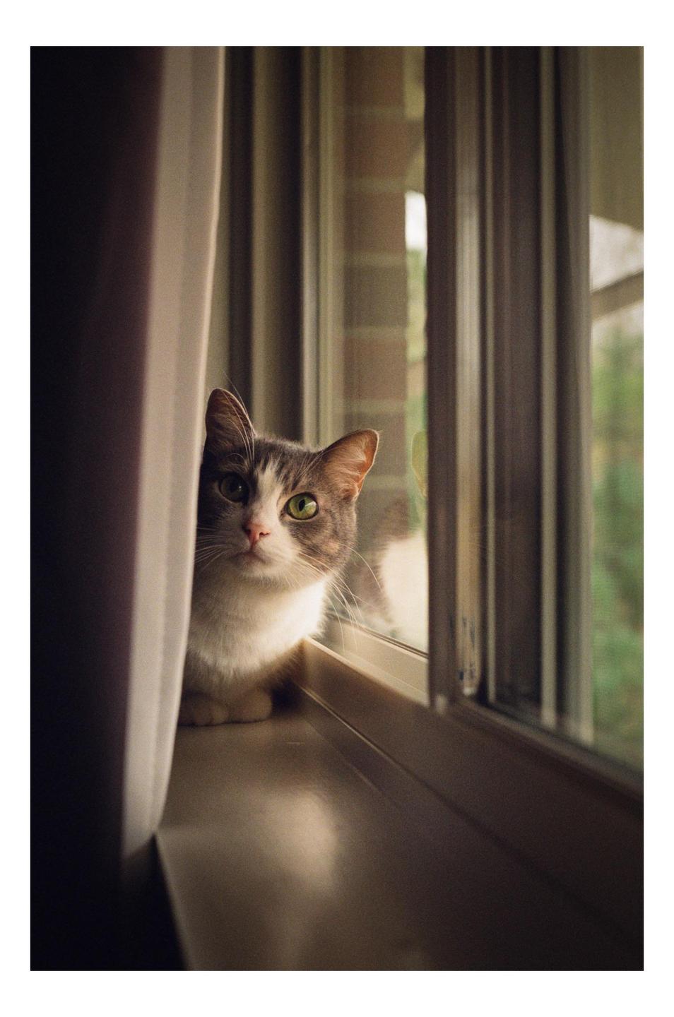 A cat with green eyes sits on a window sill looking towards the viewer.