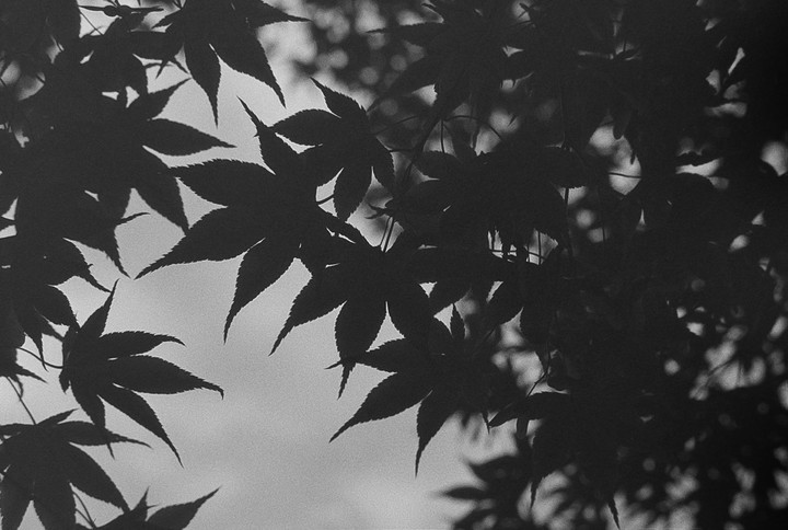 Silhouetted maple leaves are visible against a bright background.