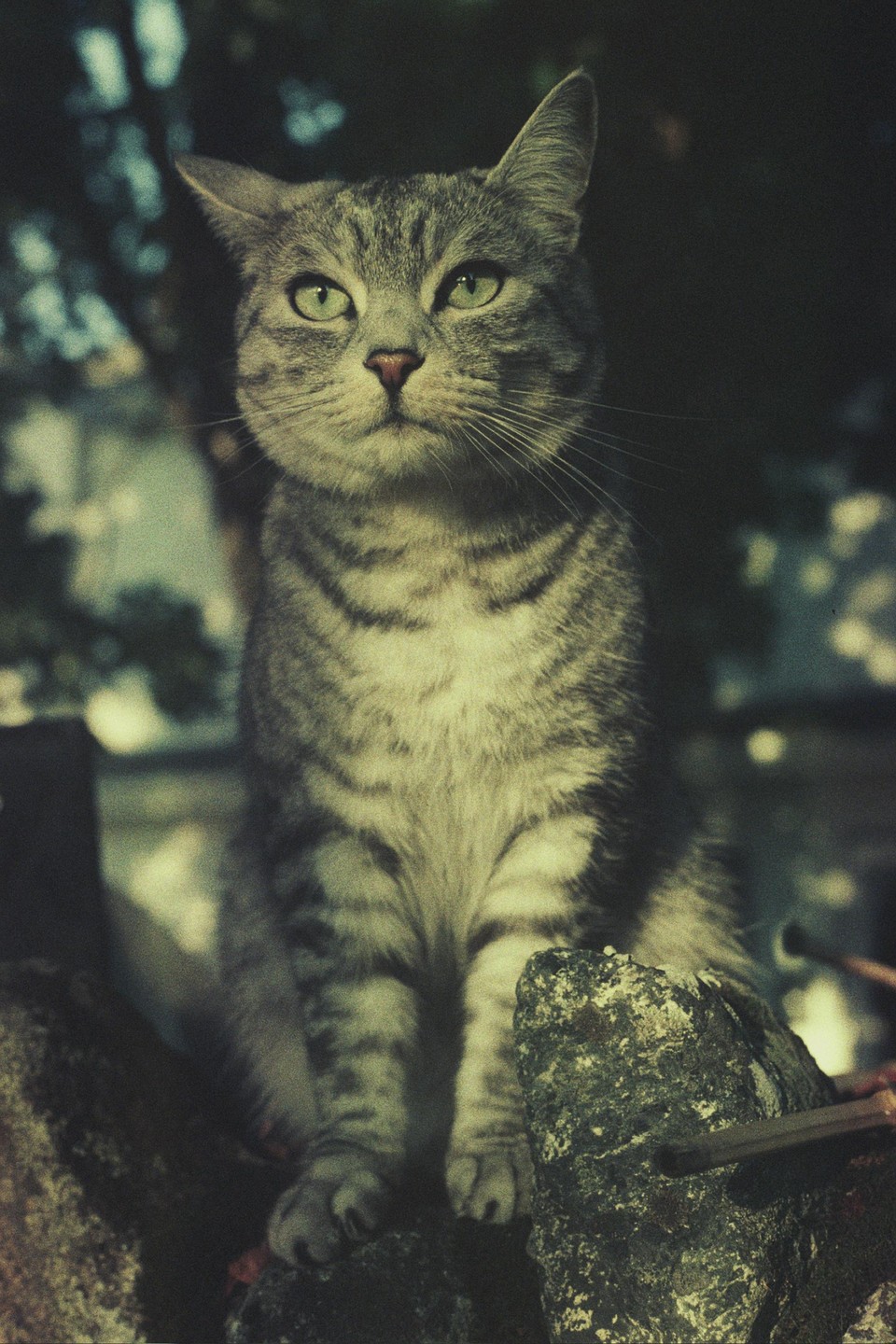 A tabby cat with green eyes sits on a rock.