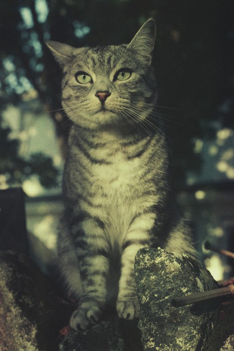A tabby cat with green eyes sits on a rock.