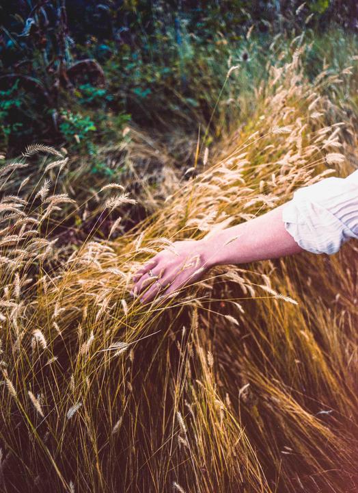 A person's arm and hand with rings are visible as they reach into a field of tall, golden grass.