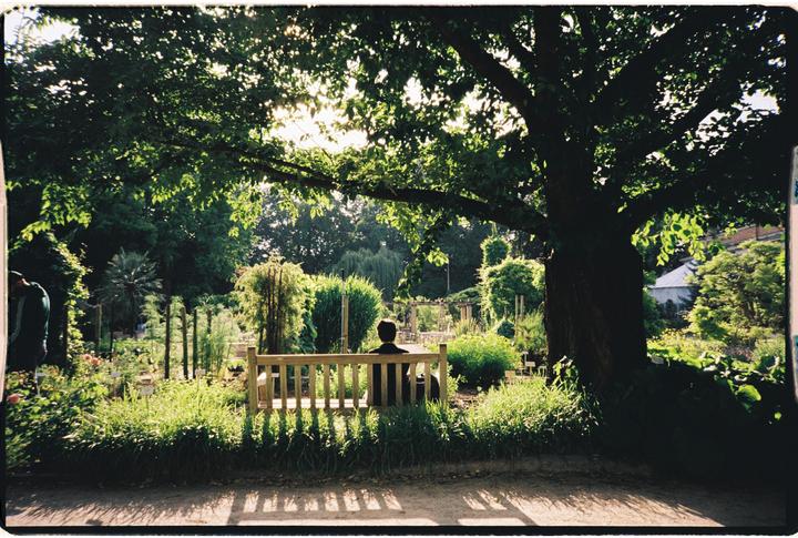 A person sits on a bench under a large tree, looking out at a garden.