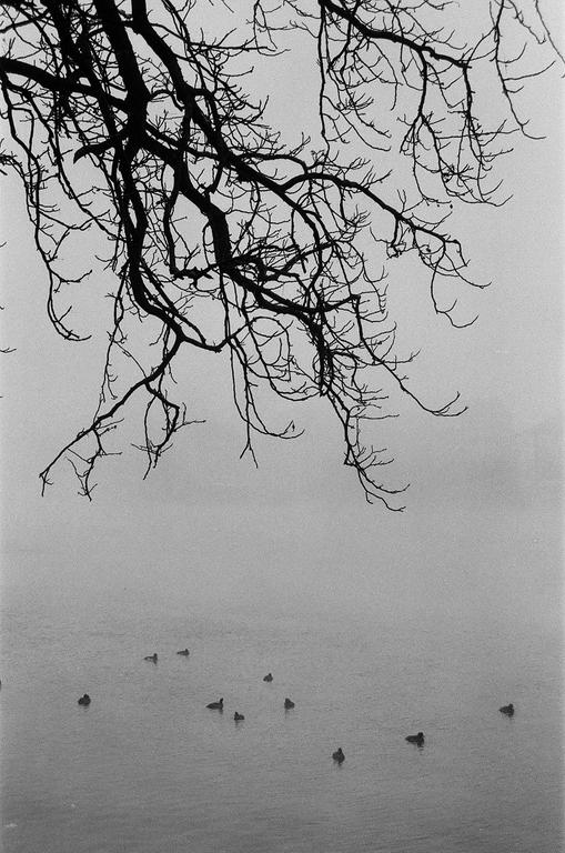 Bare tree branches hang over a body of water with several ducks swimming in it.