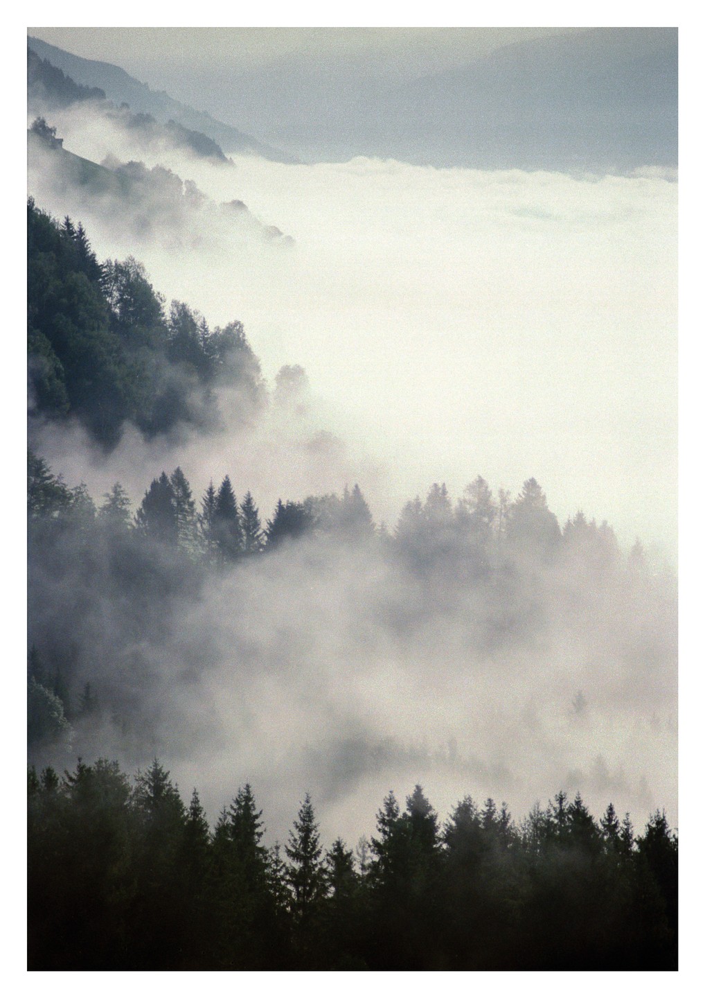 A forest of pine trees is partially obscured by a thick layer of fog in a mountain landscape.