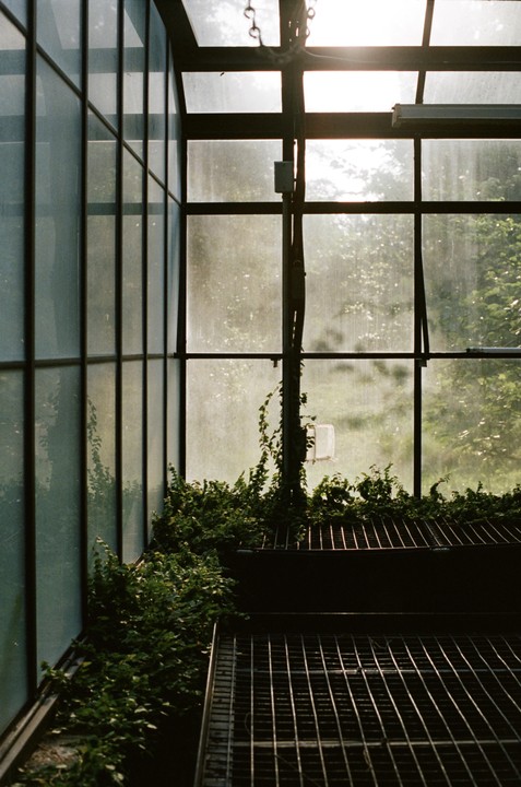 Sunlight streams into a greenhouse with plants growing on metal grates.