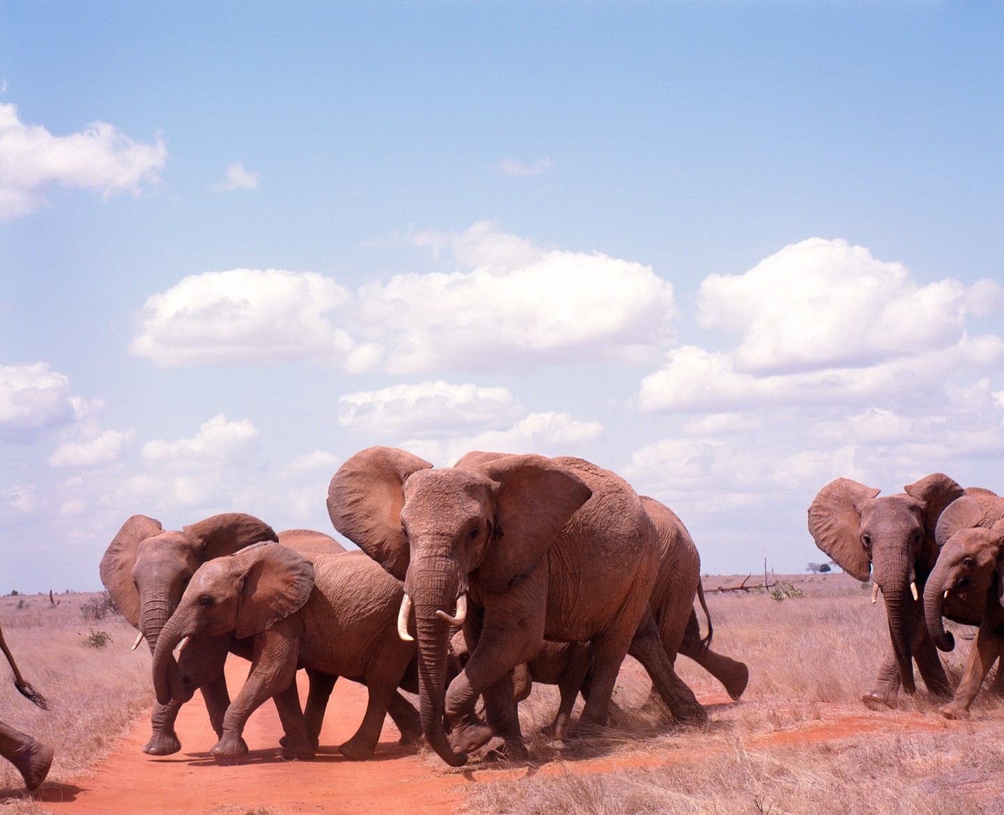 A herd of elephants walks across a dusty red path in a dry, grassy landscape under a blue sky with white clouds.